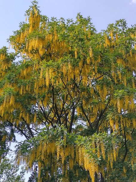 Frickmann Beratung Hamburg Goldregen Baum Himmel