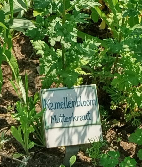 Frickmann Beratung Hamburg Kräuter Garten Mutterkraut Kamellenbloom